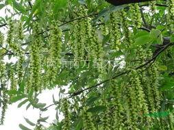 杨树行情最新爆料,最新爆料揭示市场新动向